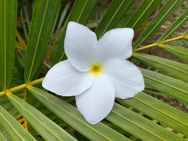 Craniosacrale Therapie 